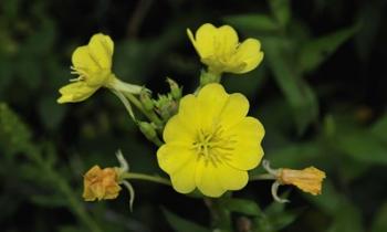 Shades Of Nature Yellow Flower Cluster | Obraz na stenu