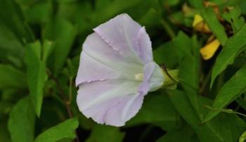 Shades Of Nature Lavendar And White Flower III | Obraz na stenu