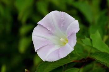 Shades Of Nature Lavendar And White Flower I | Obraz na stenu