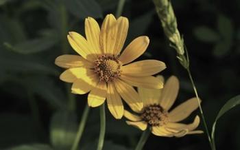 Shades Of Nature Yellow Flowers On Green | Obraz na stenu