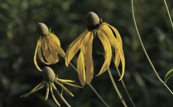 Shades Of Nature Black And Yellow Flower Petals | Obraz na stenu