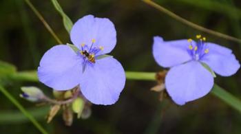 Shades Of Nature Bee On Purple Flower | Obraz na stenu