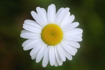 Shades Of Nature White Daisy | Obraz na stenu