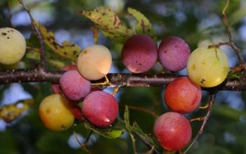 Shades Of Nature Fruits On Tree | Obraz na stenu