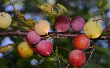 Shades Of Nature Fruits On Tree | Obraz na stenu