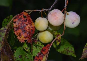 Shades Of Nature Fruits | Obraz na stenu