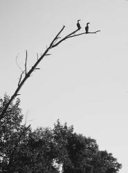 Bird Silhouettes On Branch | Obraz na stenu