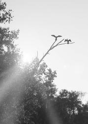 Flying Bird Silhouettes On Branches | Obraz na stenu