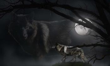 Black Moon Wolf | Obraz na stenu