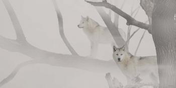 White Wolves In Mist | Obraz na stenu