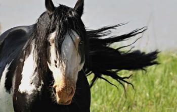 Wildhorses 1 | Obraz na stenu