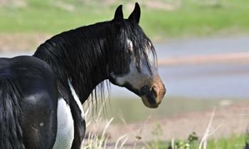 Wildhorses 3 | Obraz na stenu