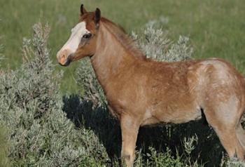 Wildhorses 4 | Obraz na stenu