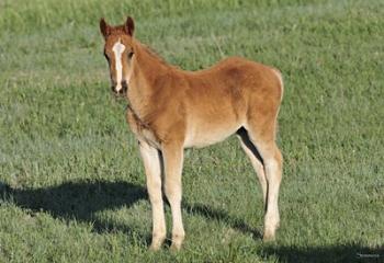 Wildhorses 9 | Obraz na stenu