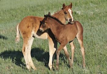 Wildhorses 11 | Obraz na stenu