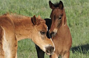 Wildhorses 12 | Obraz na stenu
