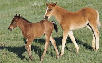 Wildhorses 13 | Obraz na stenu