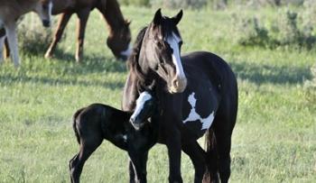 Wildhorses 16 | Obraz na stenu