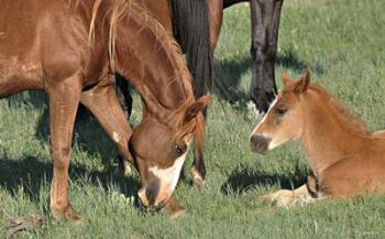 Wildhorses 22 | Obraz na stenu