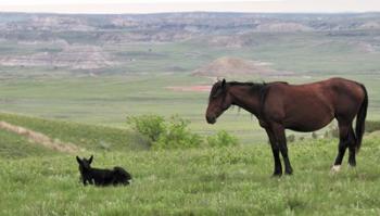 Wildhorses 27 | Obraz na stenu