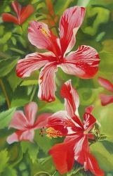 Red Hibiscus 3 | Obraz na stenu