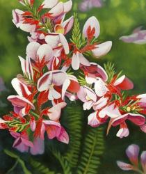 Small Pink | Obraz na stenu