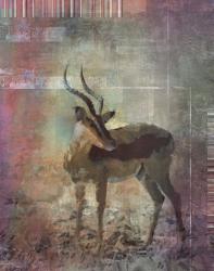 Africa Antelope | Obraz na stenu