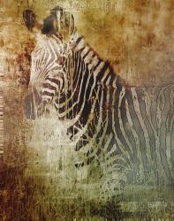 Africa Zebra | Obraz na stenu