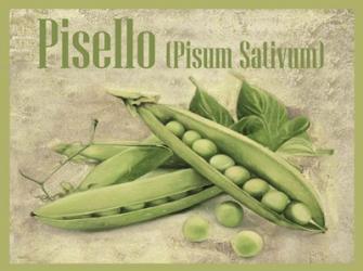 Pisello Pisum Sativum | Obraz na stenu