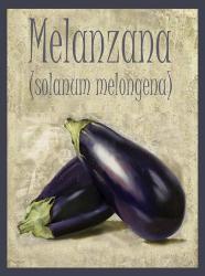 Melanzana Solanum Melongena | Obraz na stenu