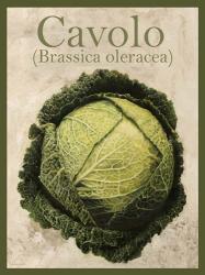 Brassica Oleracea | Obraz na stenu