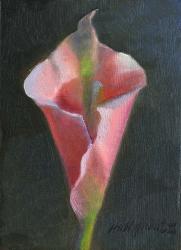 Pink Cala Lily | Obraz na stenu