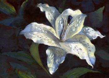 White Lily | Obraz na stenu