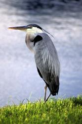 Blue Heron Migrant | Obraz na stenu