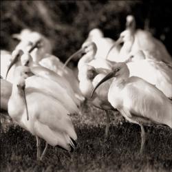 Flock Of Egrets | Obraz na stenu