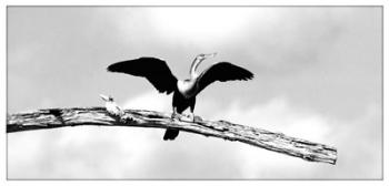 Bird On A Limb | Obraz na stenu