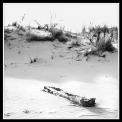 Driftwood And Dune | Obraz na stenu