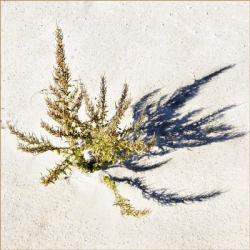 Toned Plant In Beach Sand | Obraz na stenu
