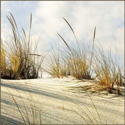 Grassy Dune | Obraz na stenu