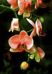 Orange Orchids | Obraz na stenu