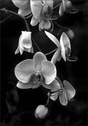 Orchids B&W | Obraz na stenu