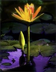 Water Lily #2 | Obraz na stenu