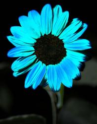 Sun Flower Blue | Obraz na stenu