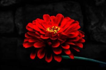 Exotic Red Flower | Obraz na stenu