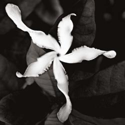 White Petal Twirl | Obraz na stenu