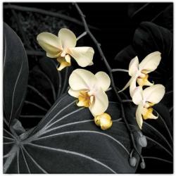Small Orchids On Leaves 2 | Obraz na stenu