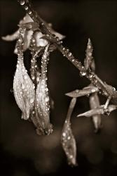 Dew Drops Toned | Obraz na stenu