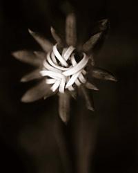 Flower Opening Toned | Obraz na stenu