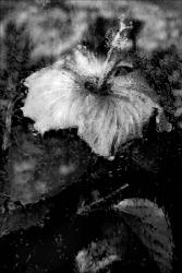 Hibiscus Under Glass #6 B&W | Obraz na stenu