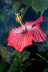 Hibiscus Under Glass #5 | Obraz na stenu